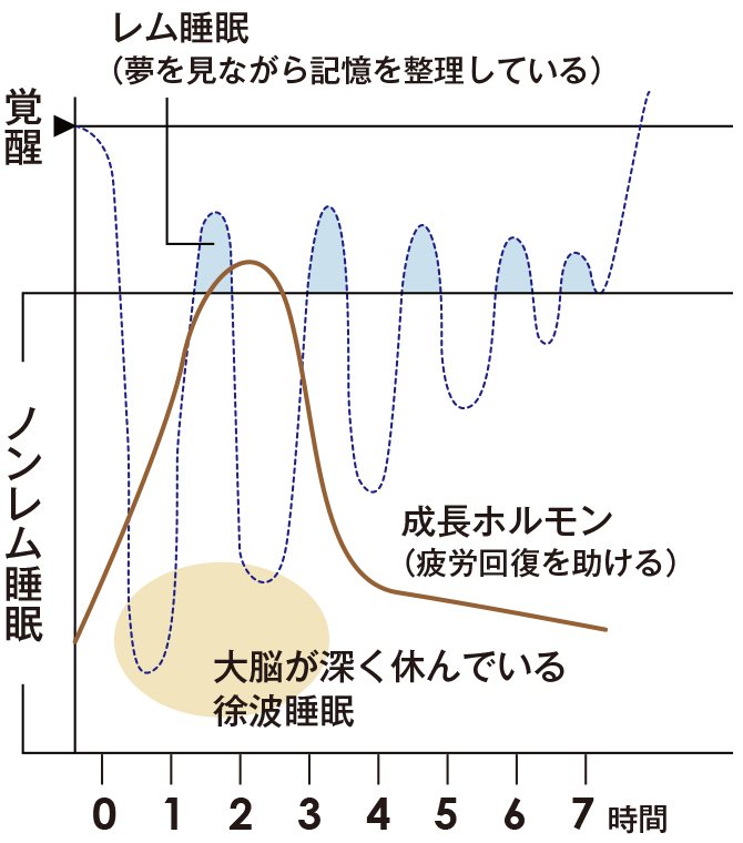 ノンレム睡眠と成長ホルモン