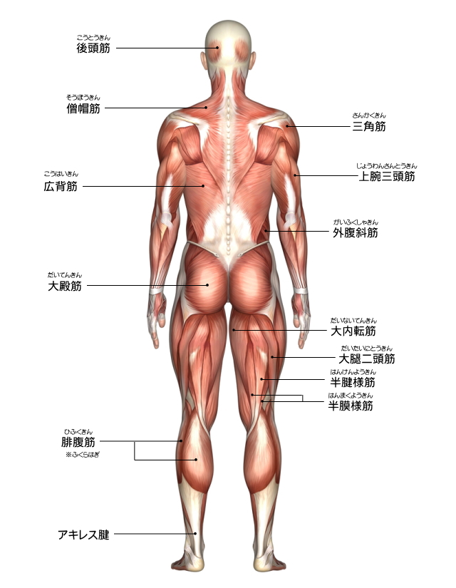 筋肉図後面