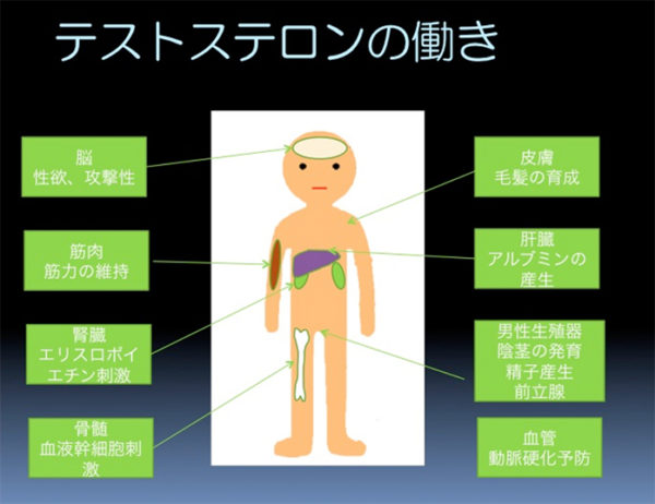 テストステロン