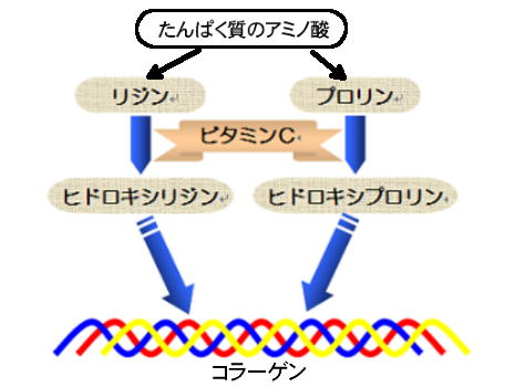 コラーゲンの合成