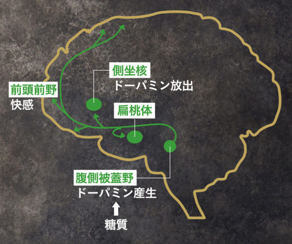 糖質　脳内ホルモンホルモン