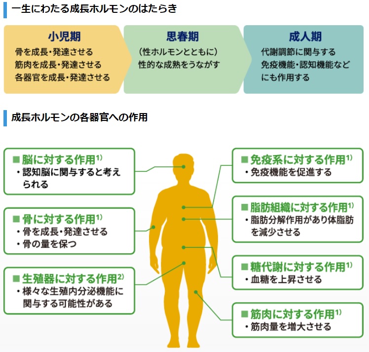 成長ホルモン
