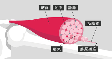 ストレッチで筋肉が柔らかく