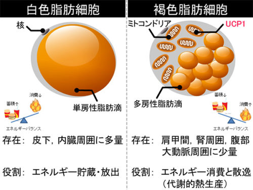 褐色脂肪細胞と白色脂肪細胞