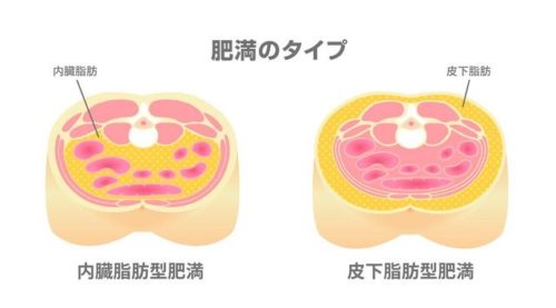 内臓脂肪と皮下脂肪