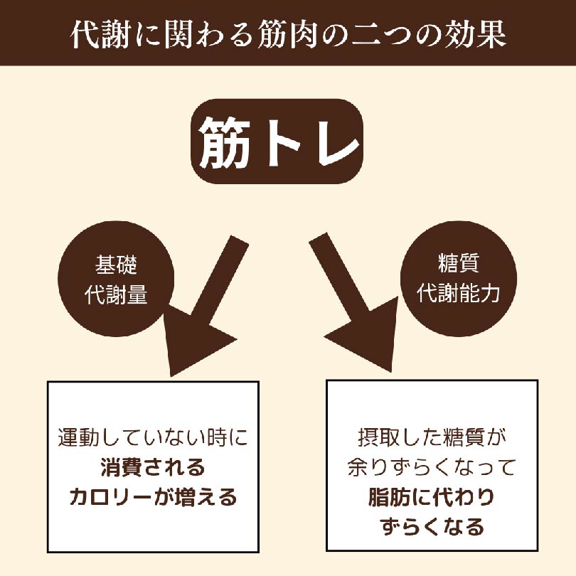 代謝に関わる筋肉の二つの効果