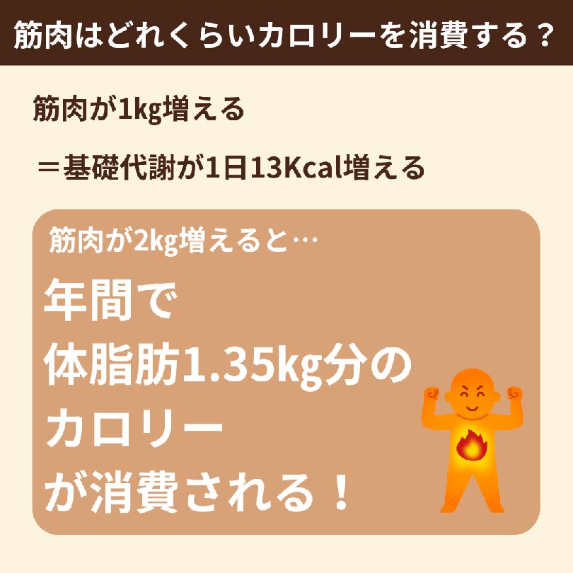 筋肉はどれくらいのカロリーを消費する?